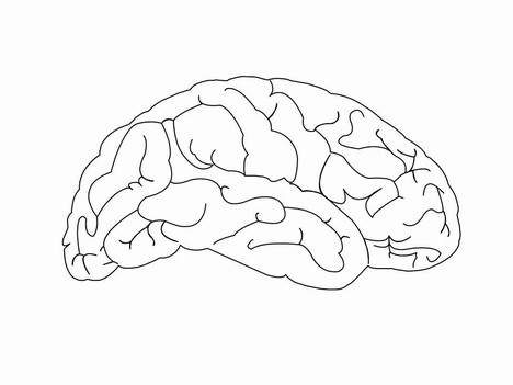 Brain Outline