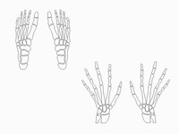 Hands and Feet Template