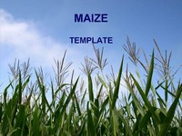Maize PowerPoint template thumbnail