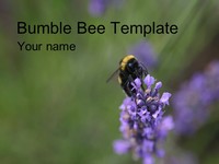 Bumblebee PowerPoint Template thumbnail