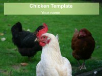 Free Chicken PowerPoint Template thumbnail