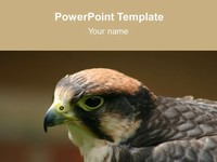 Bird PowerPoint Template thumbnail