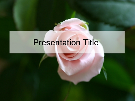powerpoint backgrounds roses